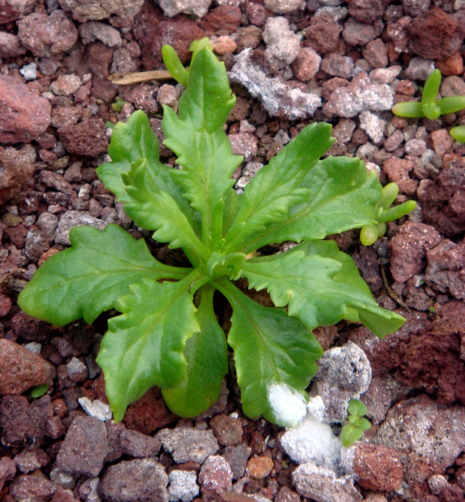 L’Esperance Rock groundsel