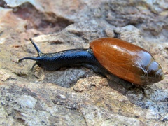 Streptostyla