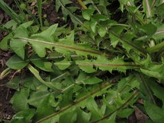 Taraxacum