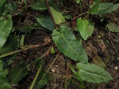 Rumex acetosa