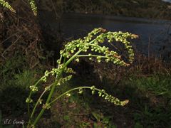 Rumex acetosa