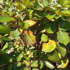 Diplocarpon