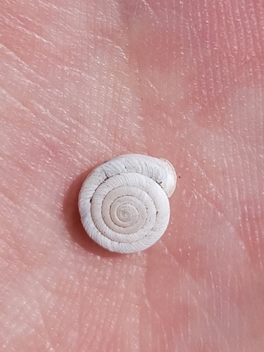 Polygyra cereolus image