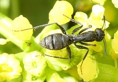Camponotus feae