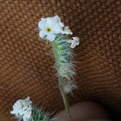 Cryptantha incana