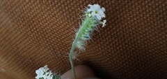 Cryptantha incana