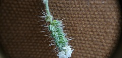 Cryptantha incana
