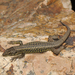 Martinez-Rica’s Rock Lizard - Photo (c) Benny Trapp, some rights reserved (CC BY)