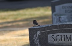 Junco hyemalis