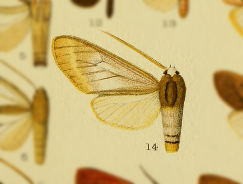 Amastus tolimae