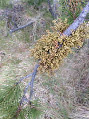 Arceuthobium americanum