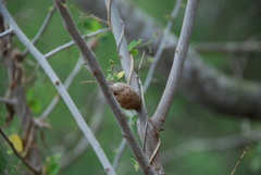 Callirhytis quercusbatatoides
