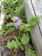 Polemonium californicum