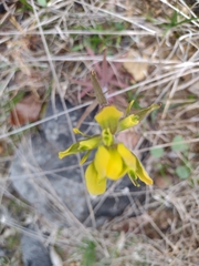 Castilleja kraliana