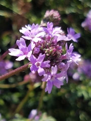 Glandularia lilacina