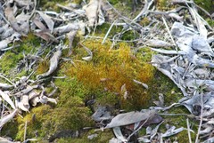Bryophyta