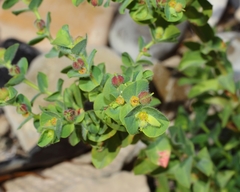 Euphorbia hirsuta