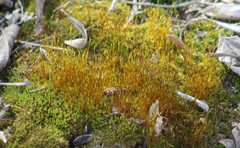 Bryophyta