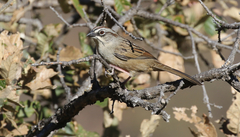 Aimophila notosticta
