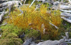 Bryophyta