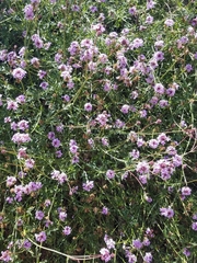 Glandularia lilacina