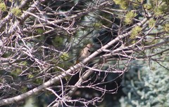 Colaptes auratus