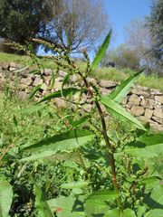 Rumex