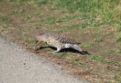 Colaptes auratus
