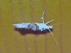 Ypsolopha asperella