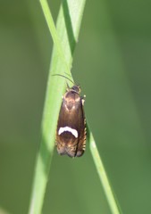 Grapholita lunulana