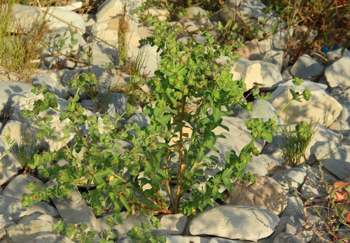 Image of Euphorbia hirsuta by (c) Anton Popovich, some rights reserved (CC BY)