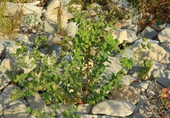 Euphorbia hirsuta