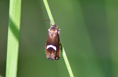 Grapholita lunulana