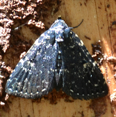 Metalectra tantillus