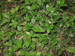 Tradescantia fluminensis
