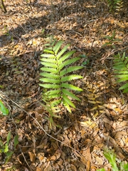 Anchistea virginica image