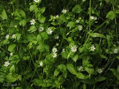 Stellaria