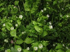 Stellaria