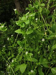 Stellaria