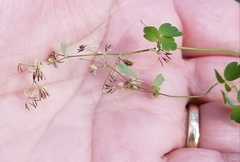Thalictrum debile