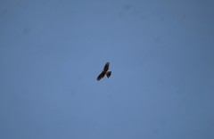 Accipiter striatus