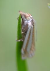 Crambus laqueatellus