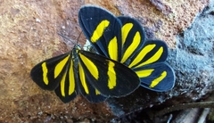 Cyllopodini