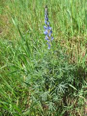 Lupinus angustifolius