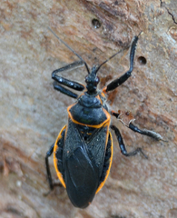 Apiomerus crassipes