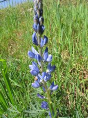 Lupinus angustifolius
