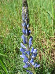 Lupinus angustifolius