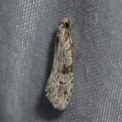 Nemapogon auropulvella