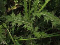 Carduus tenuiflorus