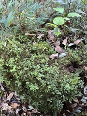 Asplenium dareoides